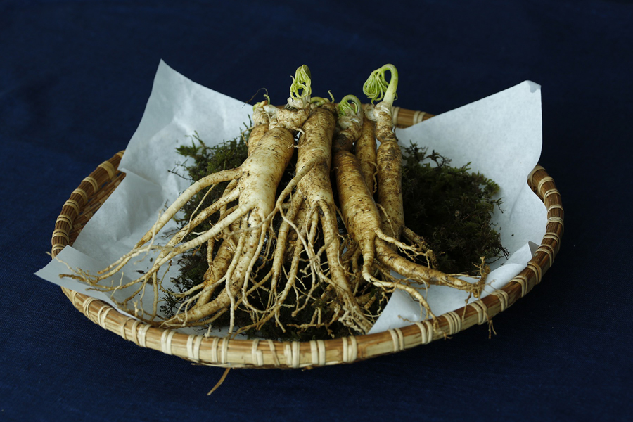 Beauty Power Pflanze Ginseng