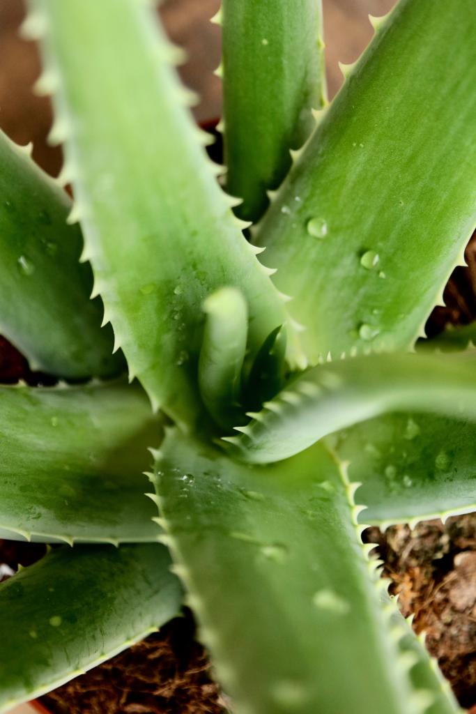 Korean Beauty Aloe Vera Box